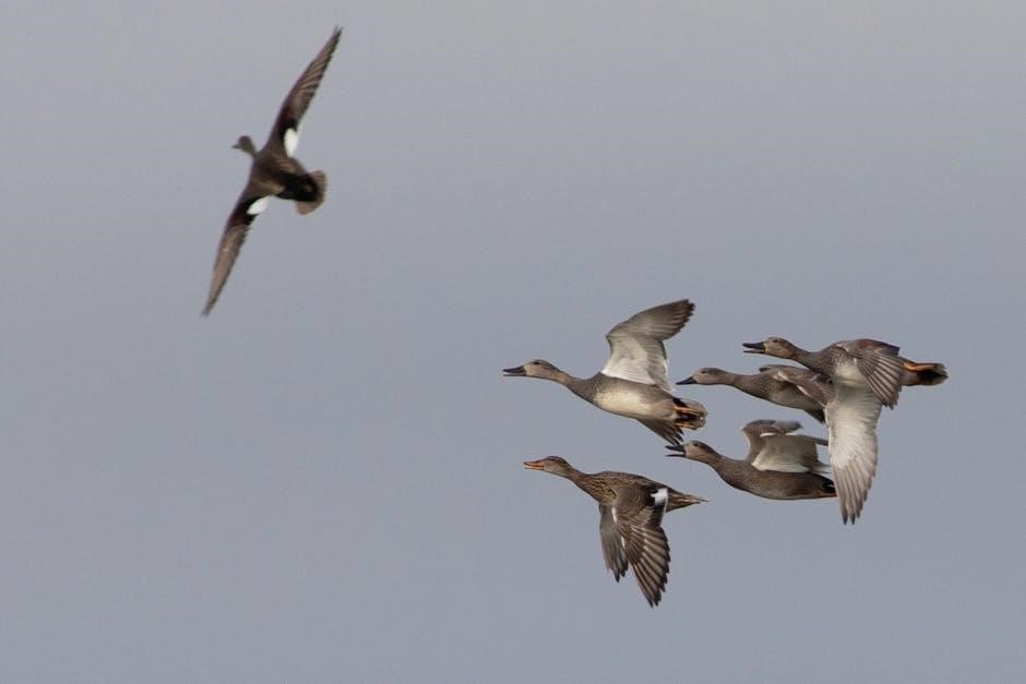 grey’s anatomy pdf